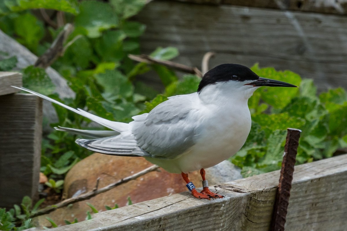 Roseate Tern - Lisa Nasta