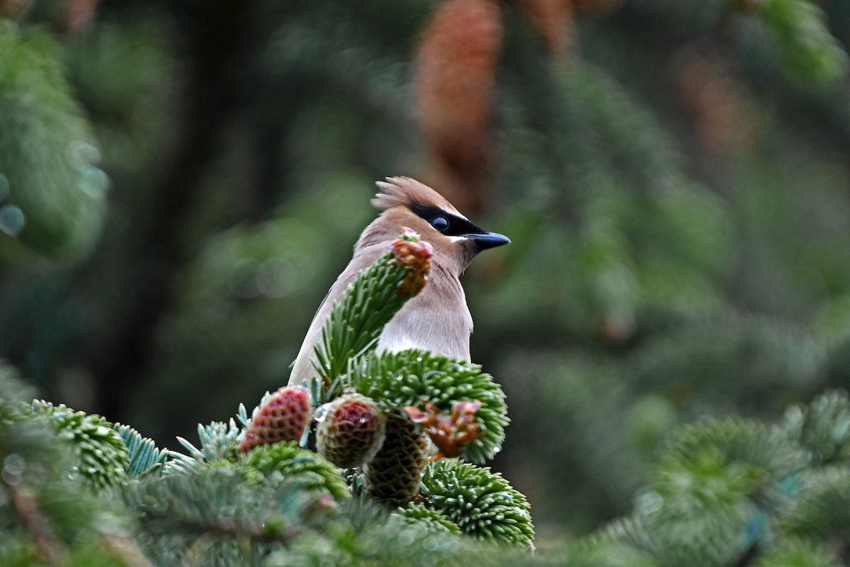 Cedar Waxwing - ML210456961