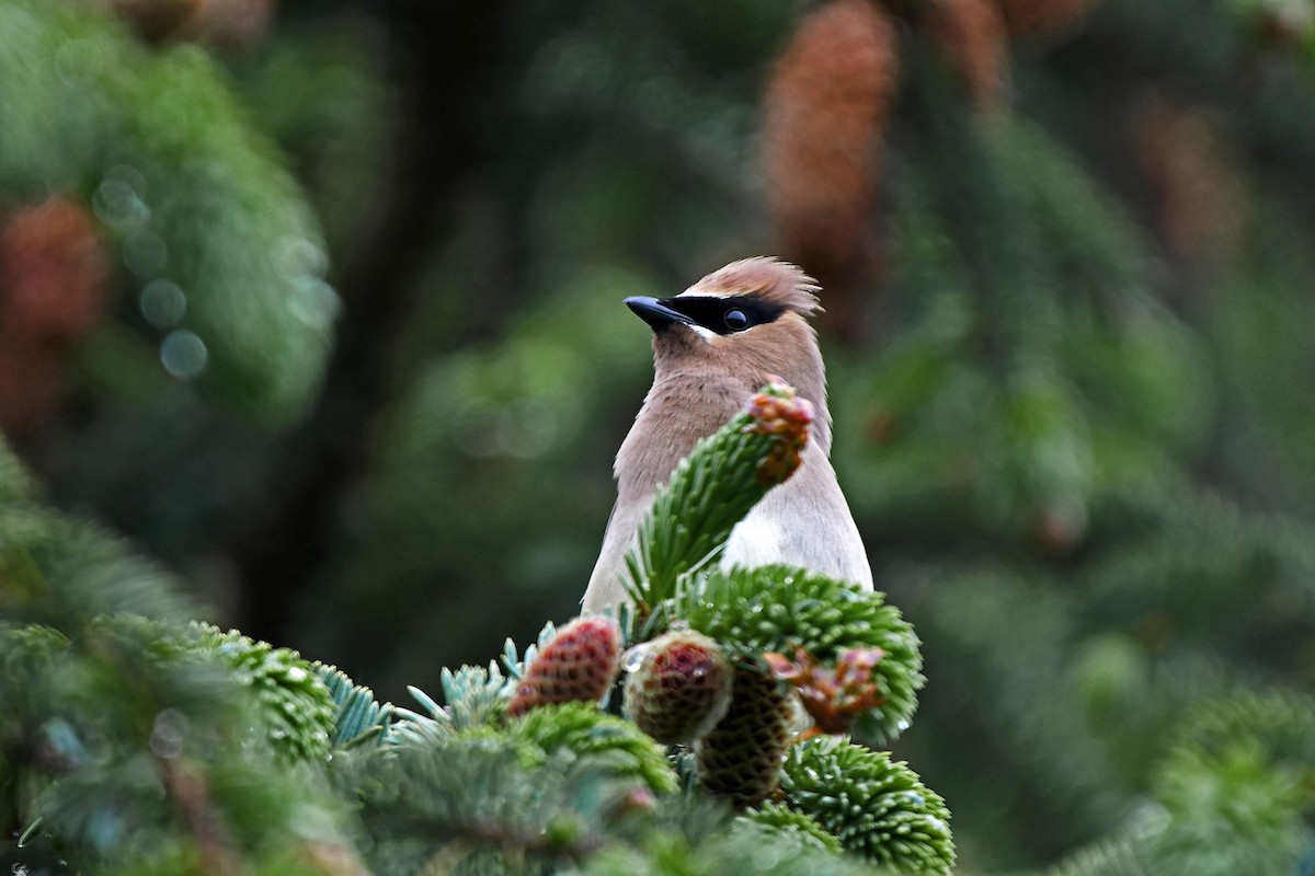 Cedar Waxwing - Brian Henderson