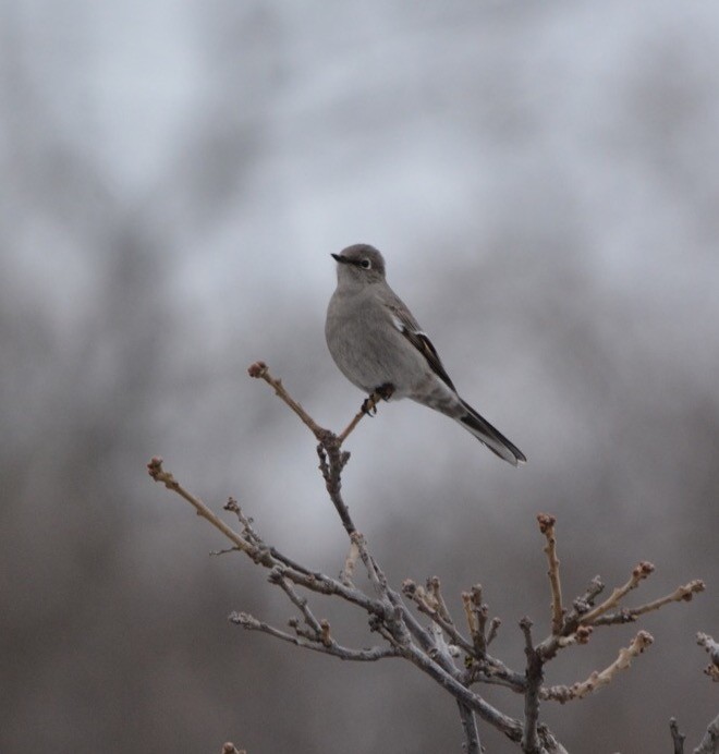 Townsend's Solitaire - ML210457221