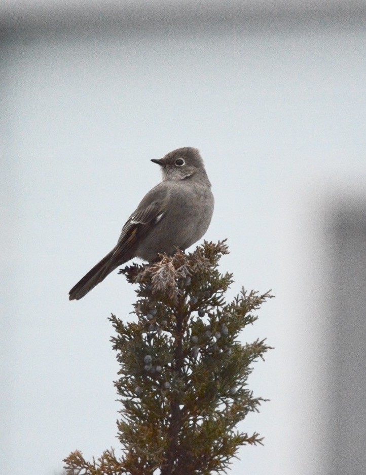 Townsend's Solitaire - ML210457231