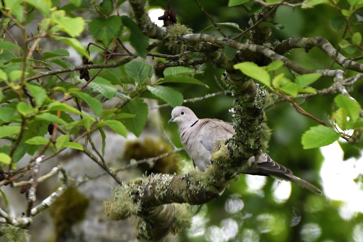 Eurasian Collared-Dove - ML210457661