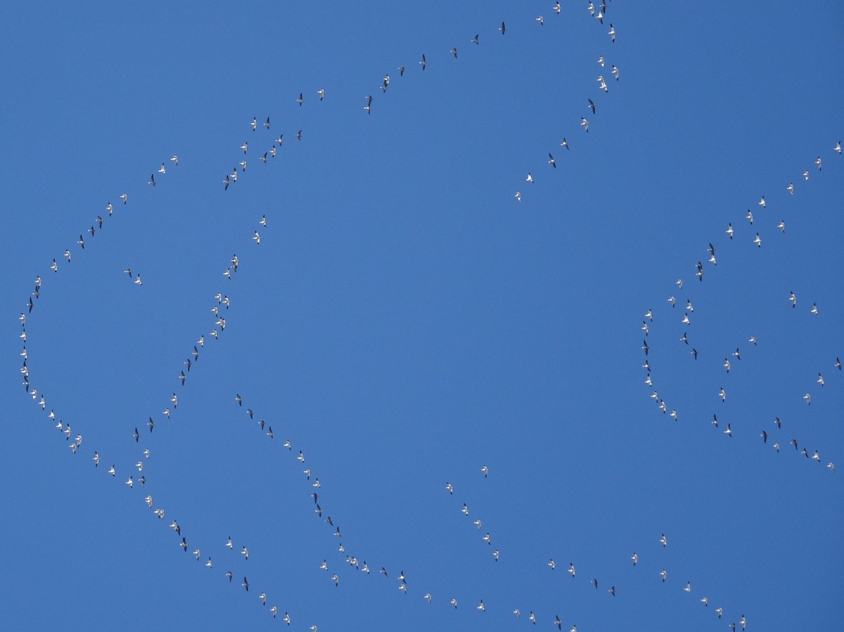 Snow Goose - ML210458331