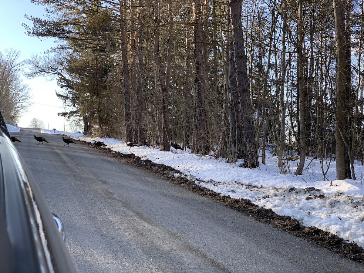 Wild Turkey - ML210458631