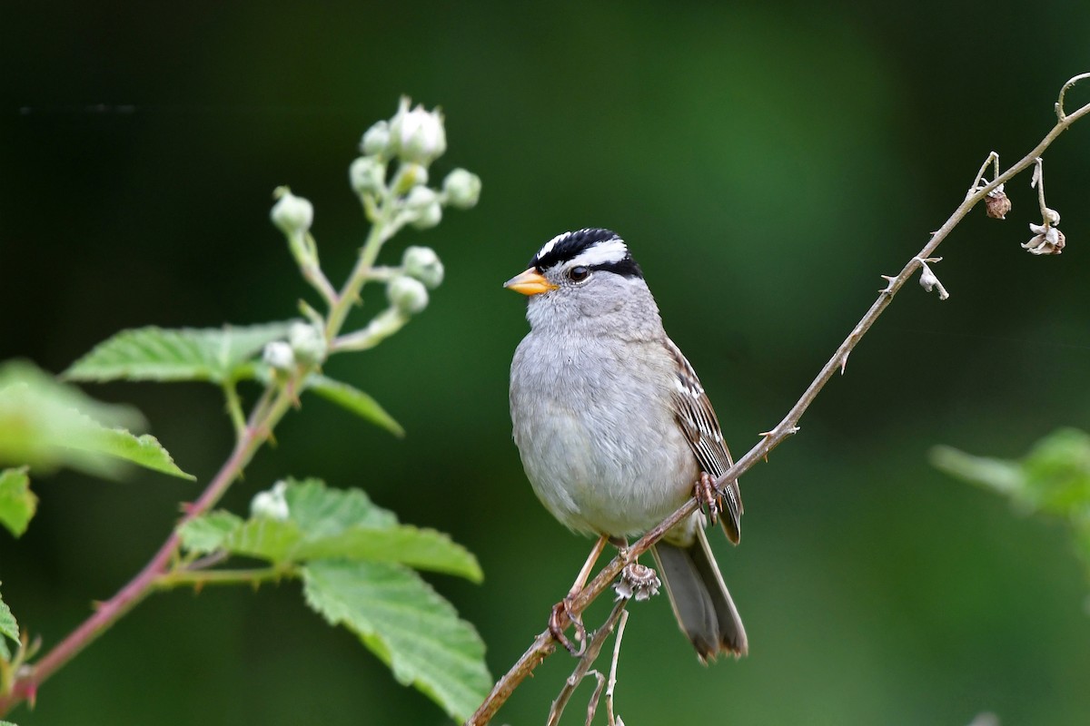 White-crowned Sparrow (pugetensis) - Brian Henderson