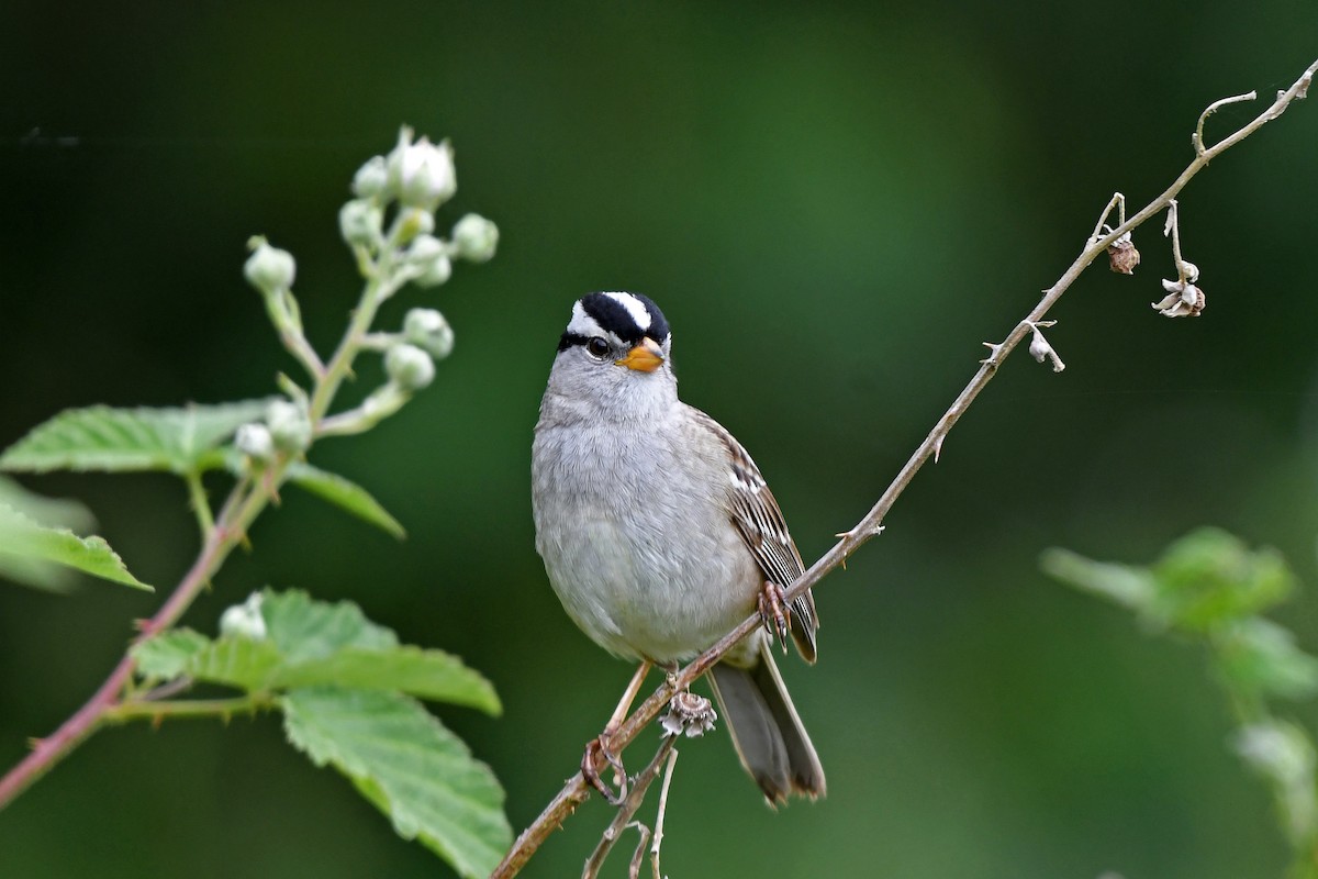 White-crowned Sparrow (pugetensis) - ML210459471