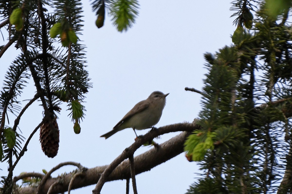 Warbling Vireo - ML210459871