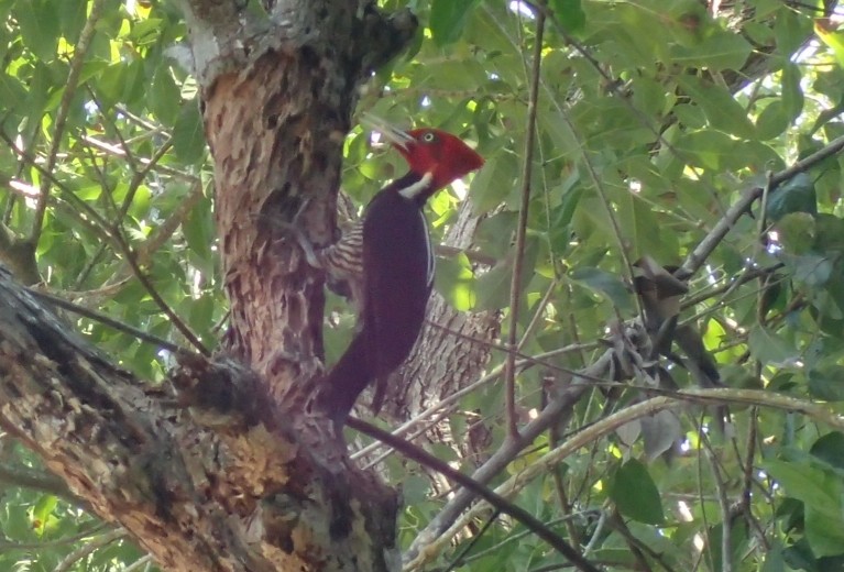 Pale-billed Woodpecker - ML210460451