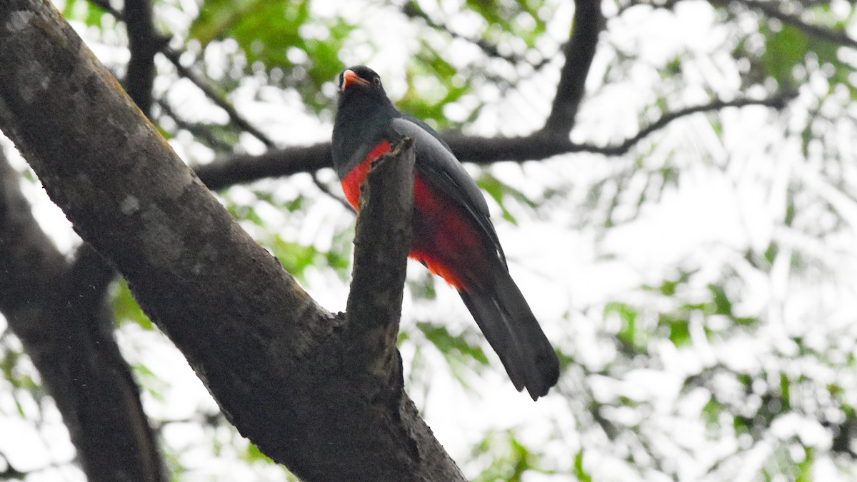 Slaty-tailed Trogon - ML210461541