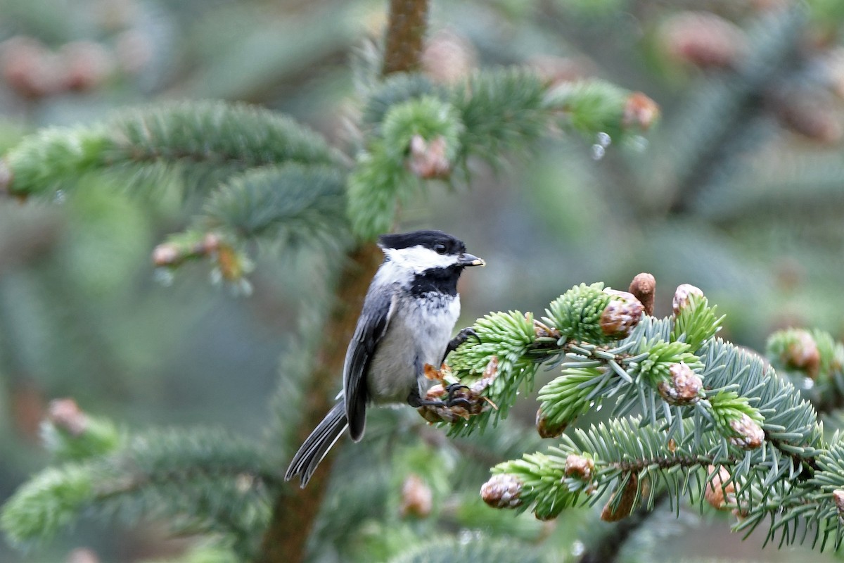 Black-capped Chickadee - ML210462181