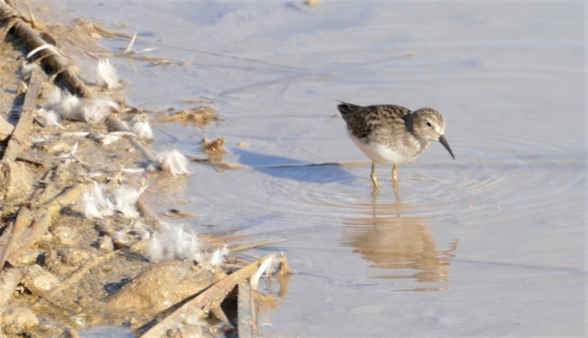 Least Sandpiper - ML210463331