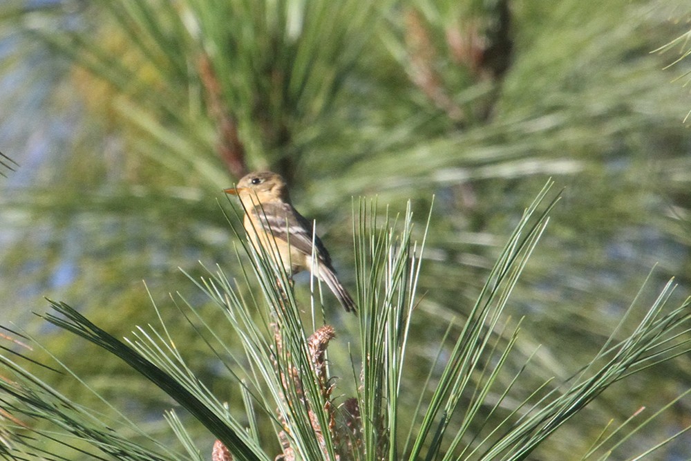 Buff-breasted Flycatcher - ML210463621