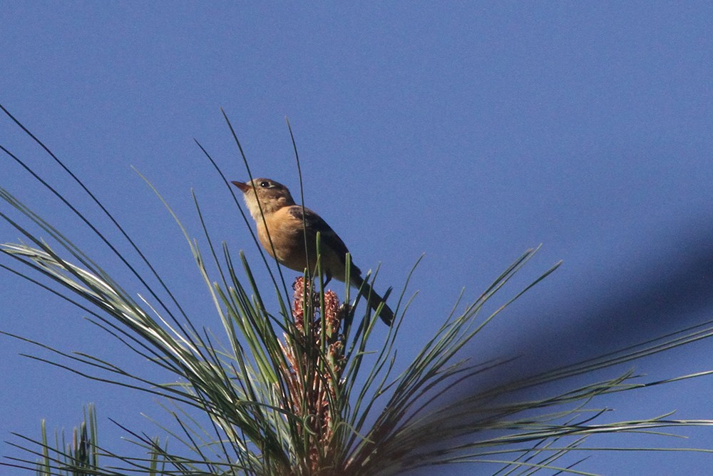 Buff-breasted Flycatcher - ML210463631