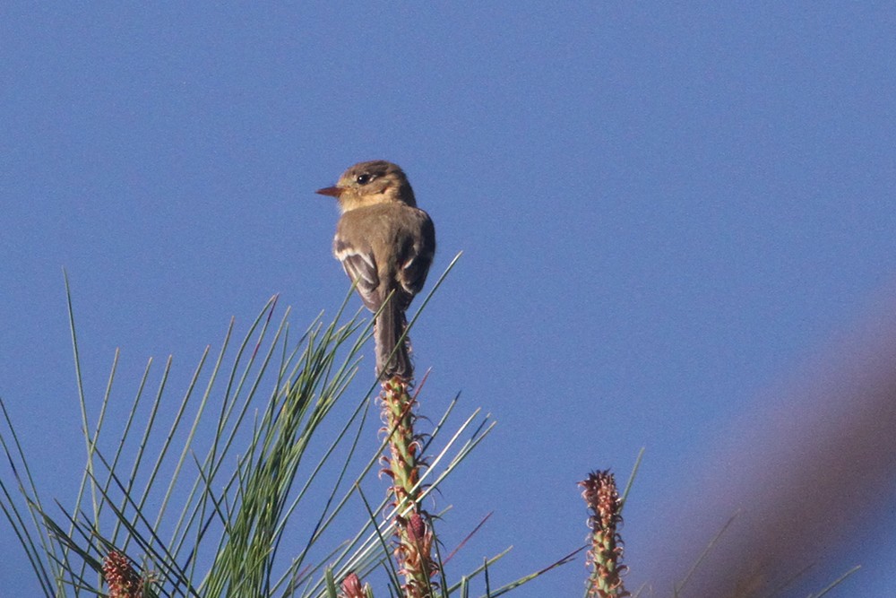 Buff-breasted Flycatcher - ML210463641