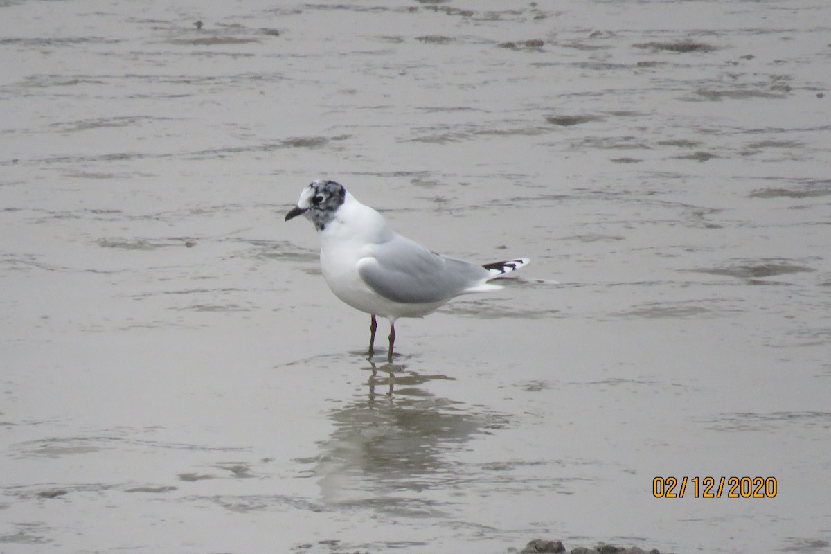 Saunders's Gull - Paul Wolter