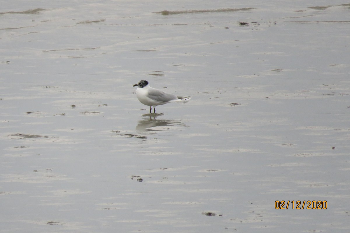 Gaviota de Saunders - ML210464871