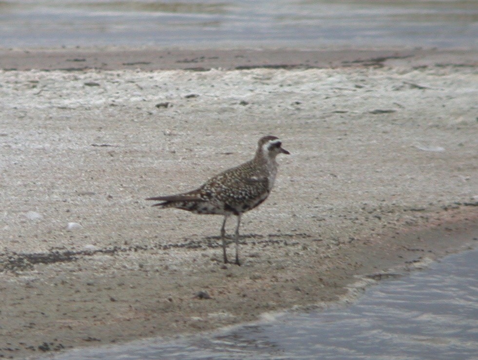 Chorlito Dorado Americano - ML21046541