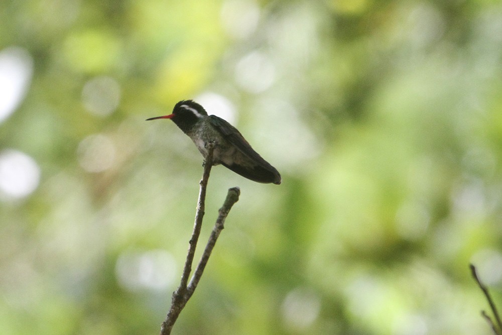 kolibřík bělouchý - ML210466541