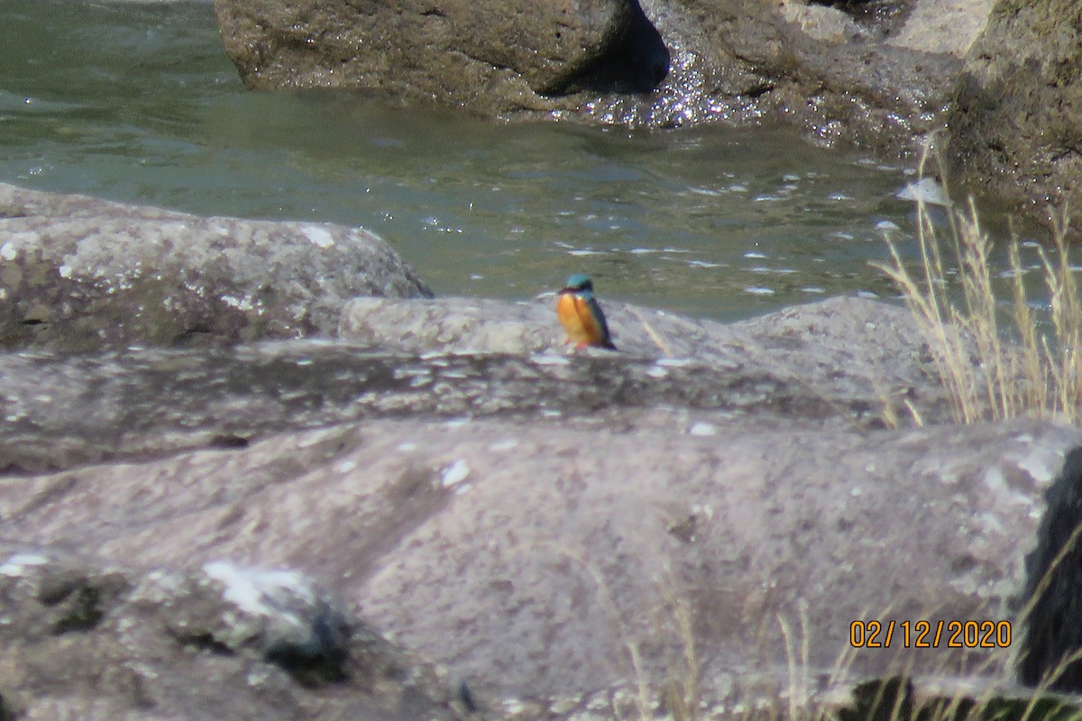 Common Kingfisher (Common) - ML210467971