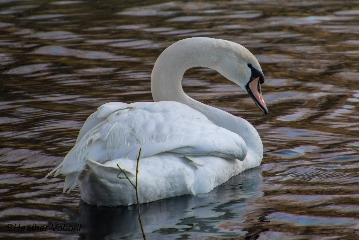 Mute Swan - Heather Voboril