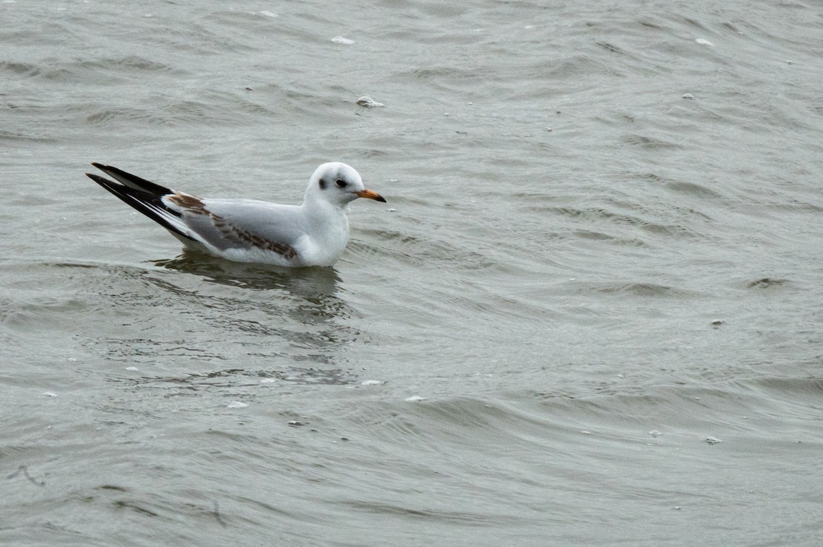 Black-headed Gull - ML210468311