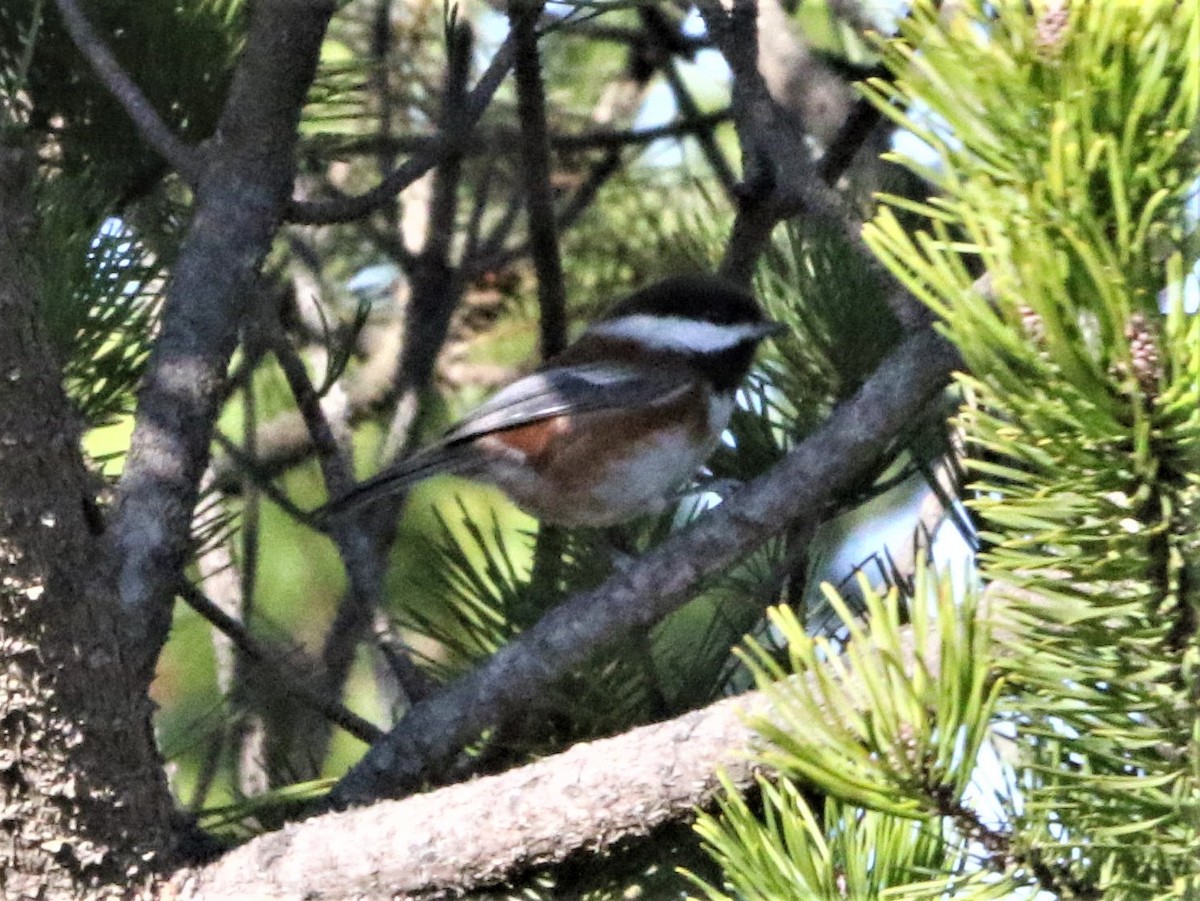 Chestnut-backed Chickadee - ML210468351