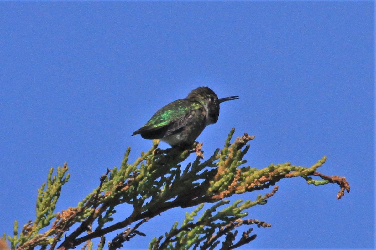 Anna's Hummingbird - ML210468571