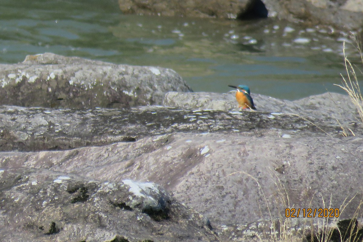 Common Kingfisher (Common) - ML210468781
