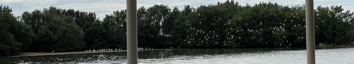 Snowy Egret - ML210468971