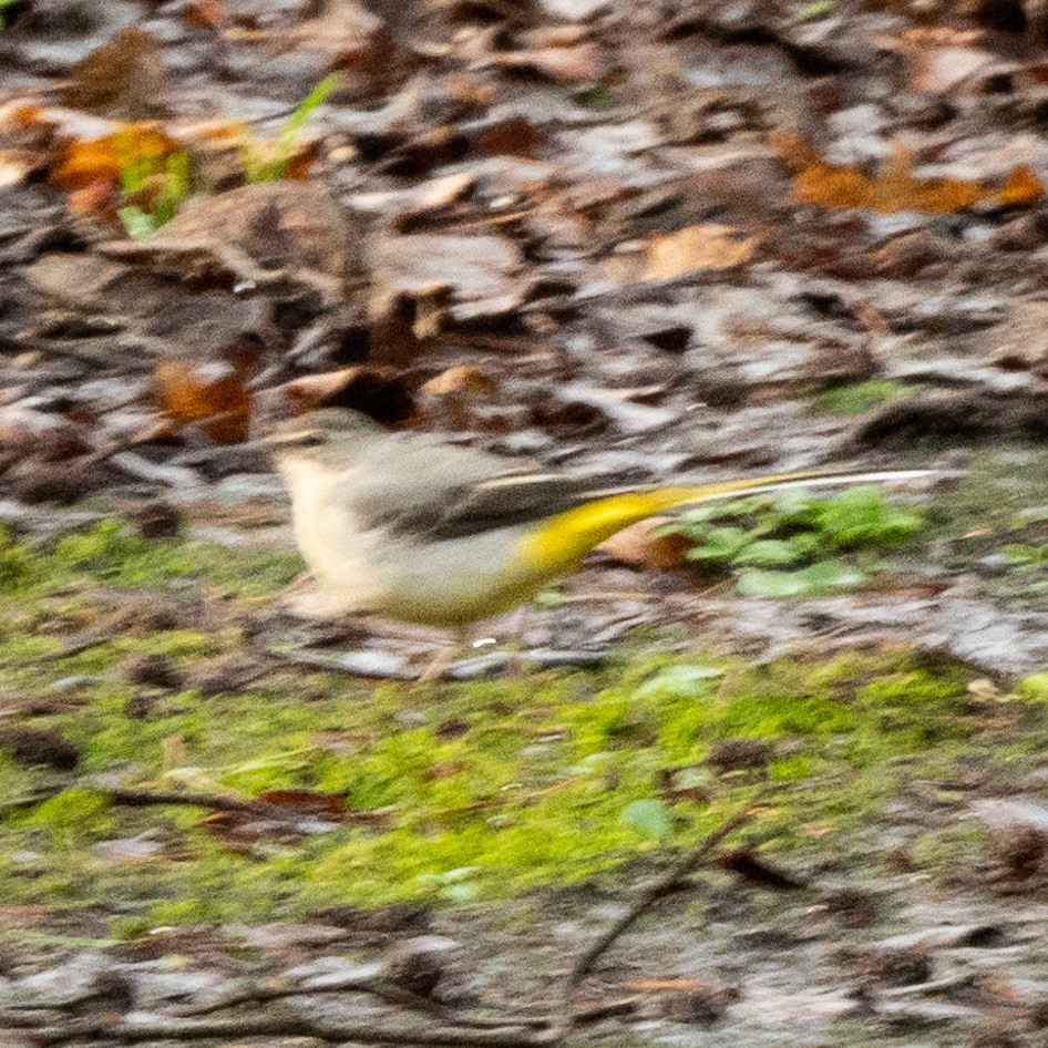 Gray Wagtail - ML210469221