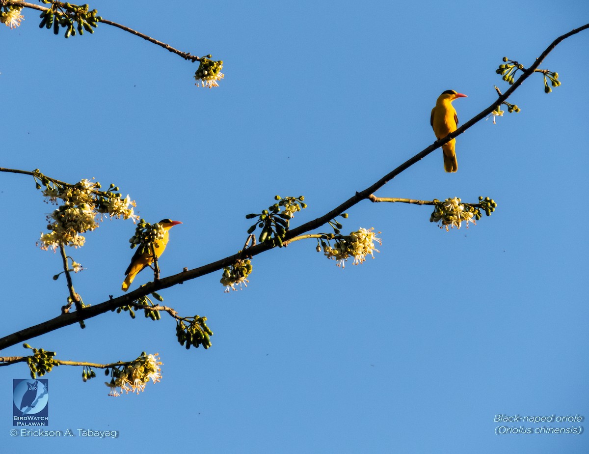 Black-naped Oriole - ML210469481