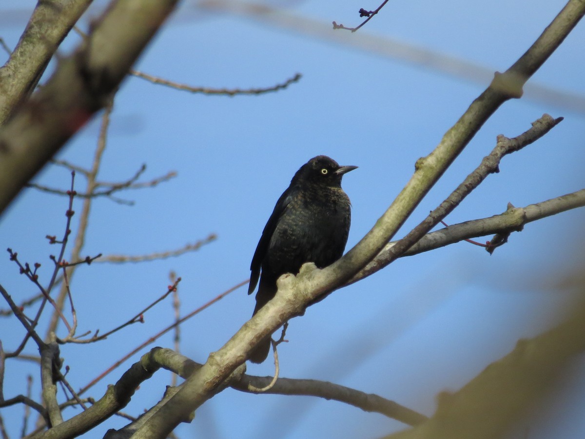 Rusty Blackbird - ML210469791