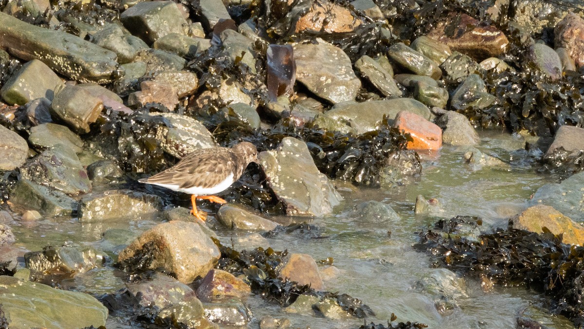 Ruddy Turnstone - ML210469911