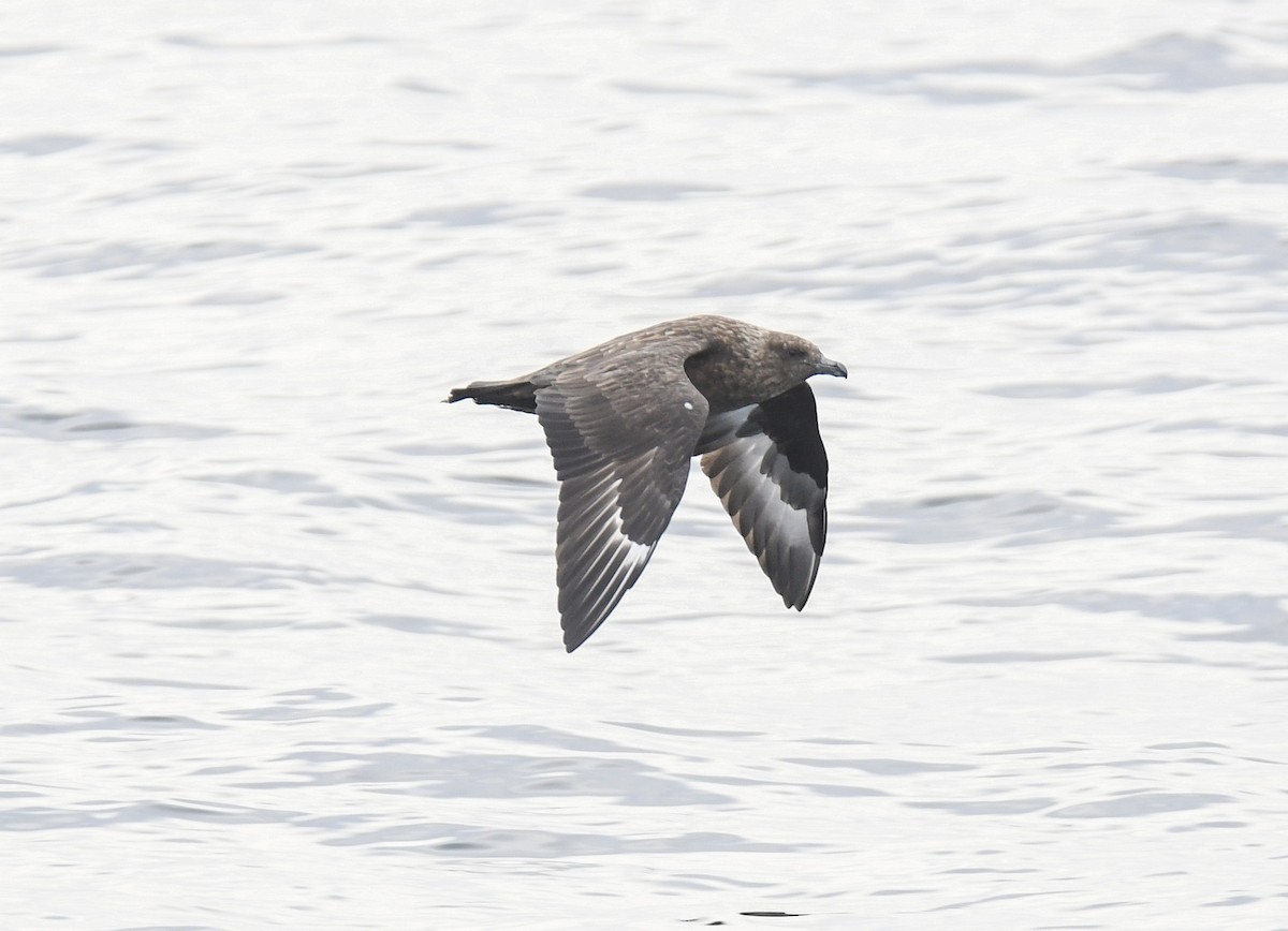 Great Skua - Jacob Farmer