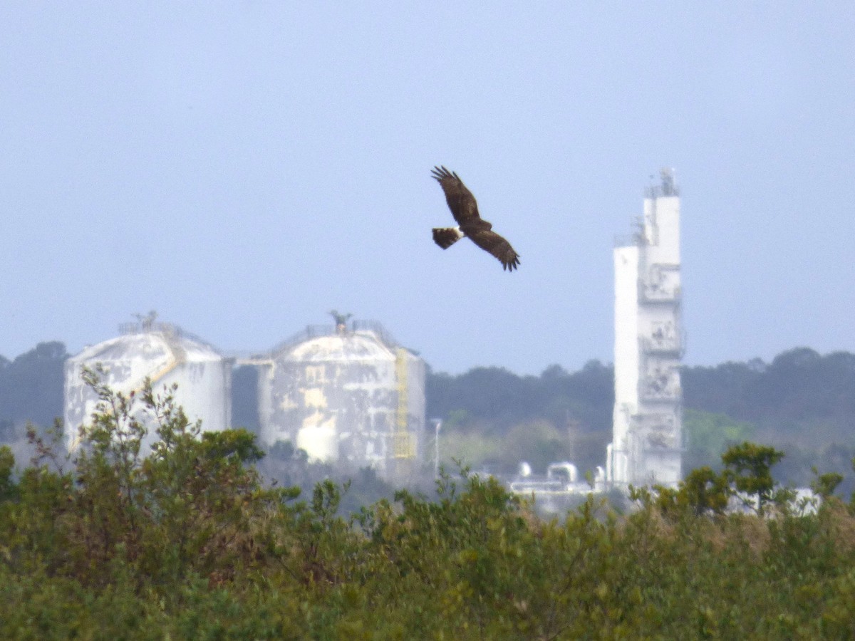 Northern Harrier - ML210470811