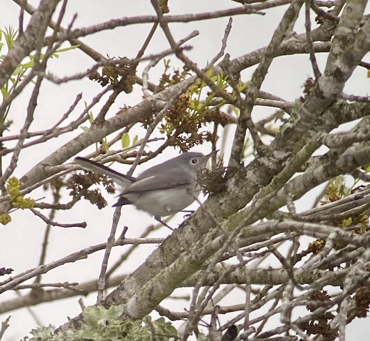 Blue-gray Gnatcatcher - ML210471631