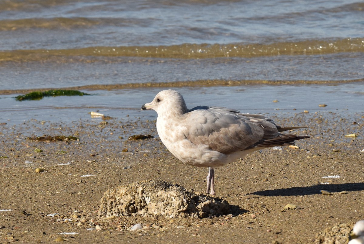 Iceland Gull (Thayer's) - ML210473421