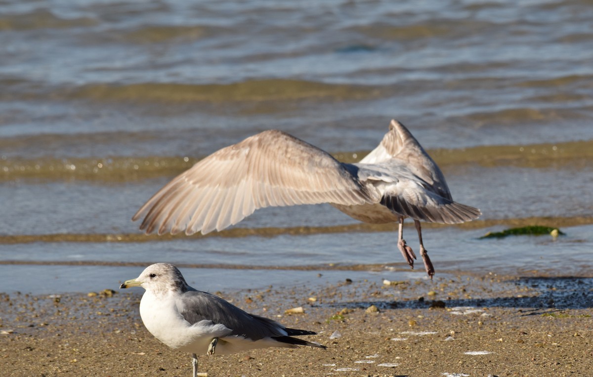 Iceland Gull (Thayer's) - ML210473841