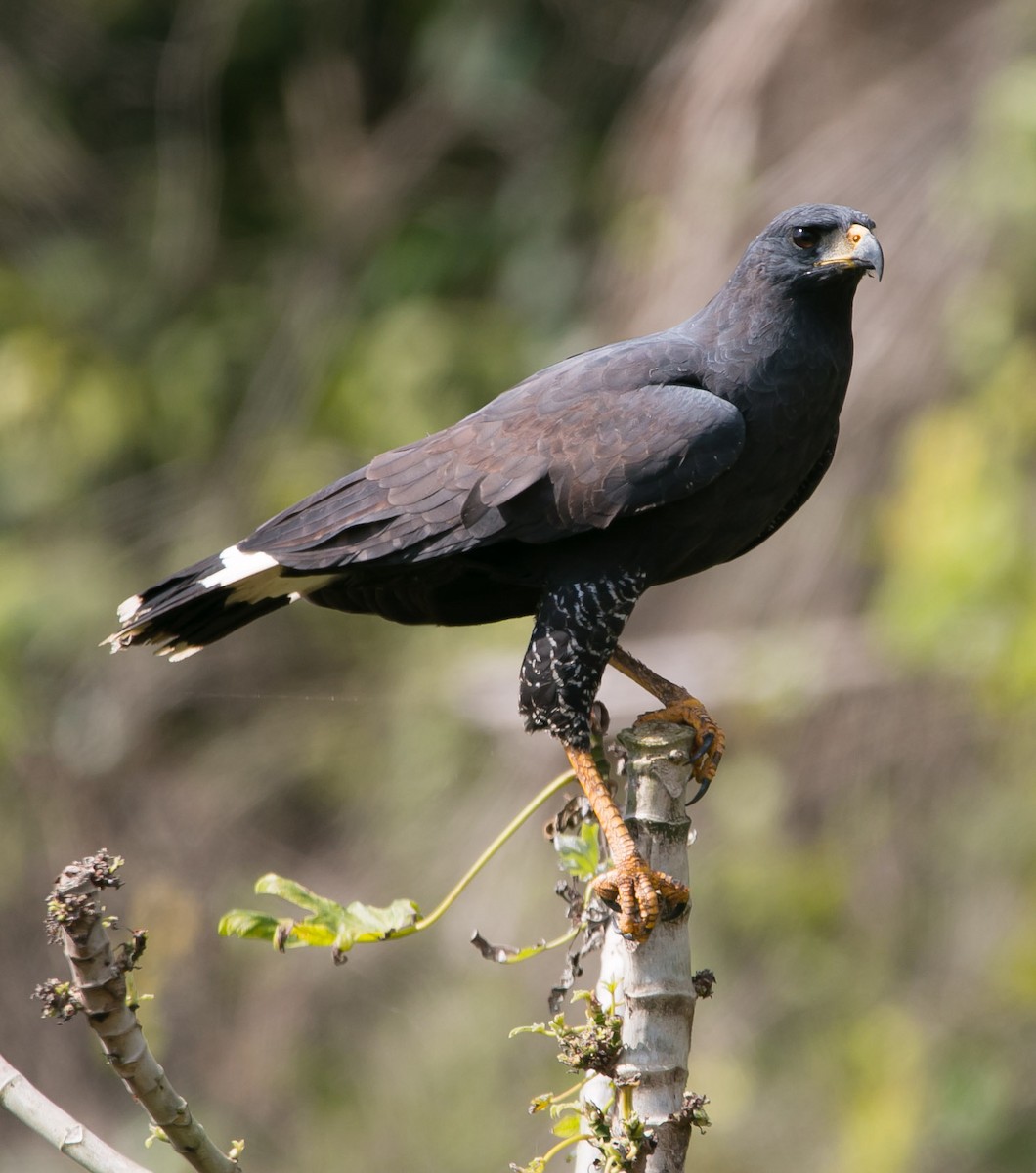 Great Black Hawk - Isaias Morataya