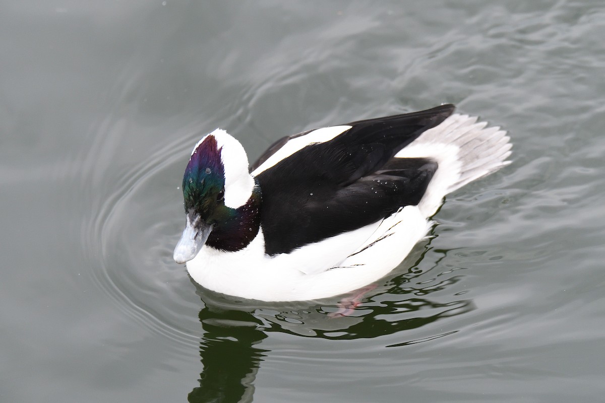 Bufflehead - terence zahner