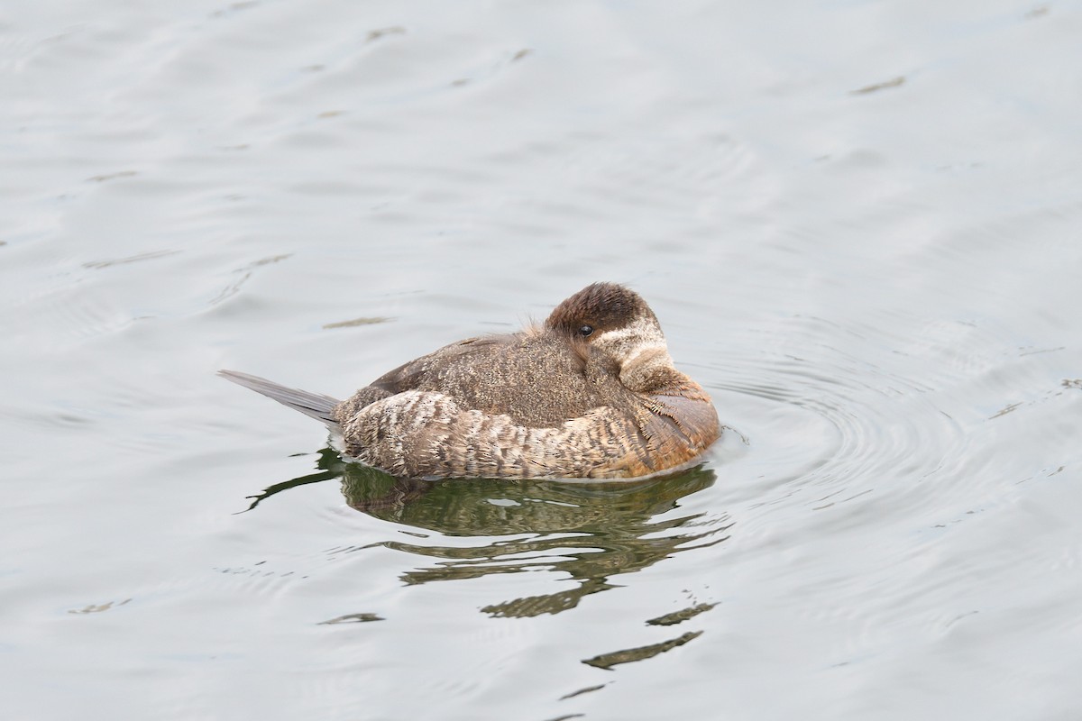 Ruddy Duck - ML210475491