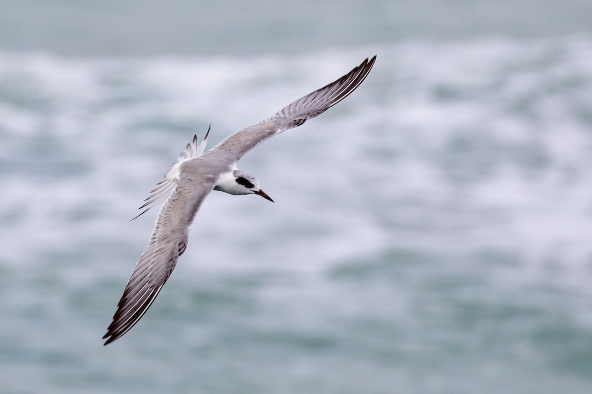 Forster's Tern - Alan Wells