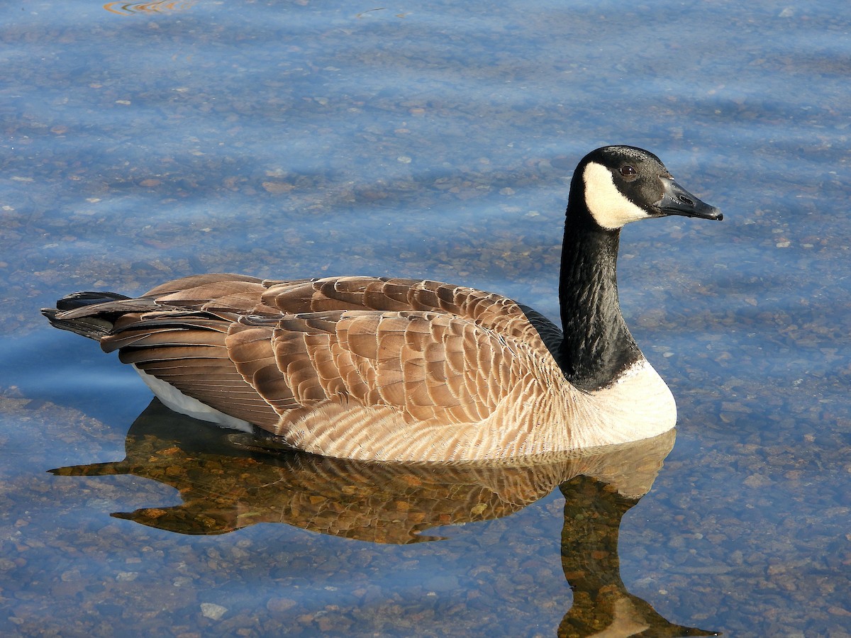 Canada Goose - Farshad Pourmalek