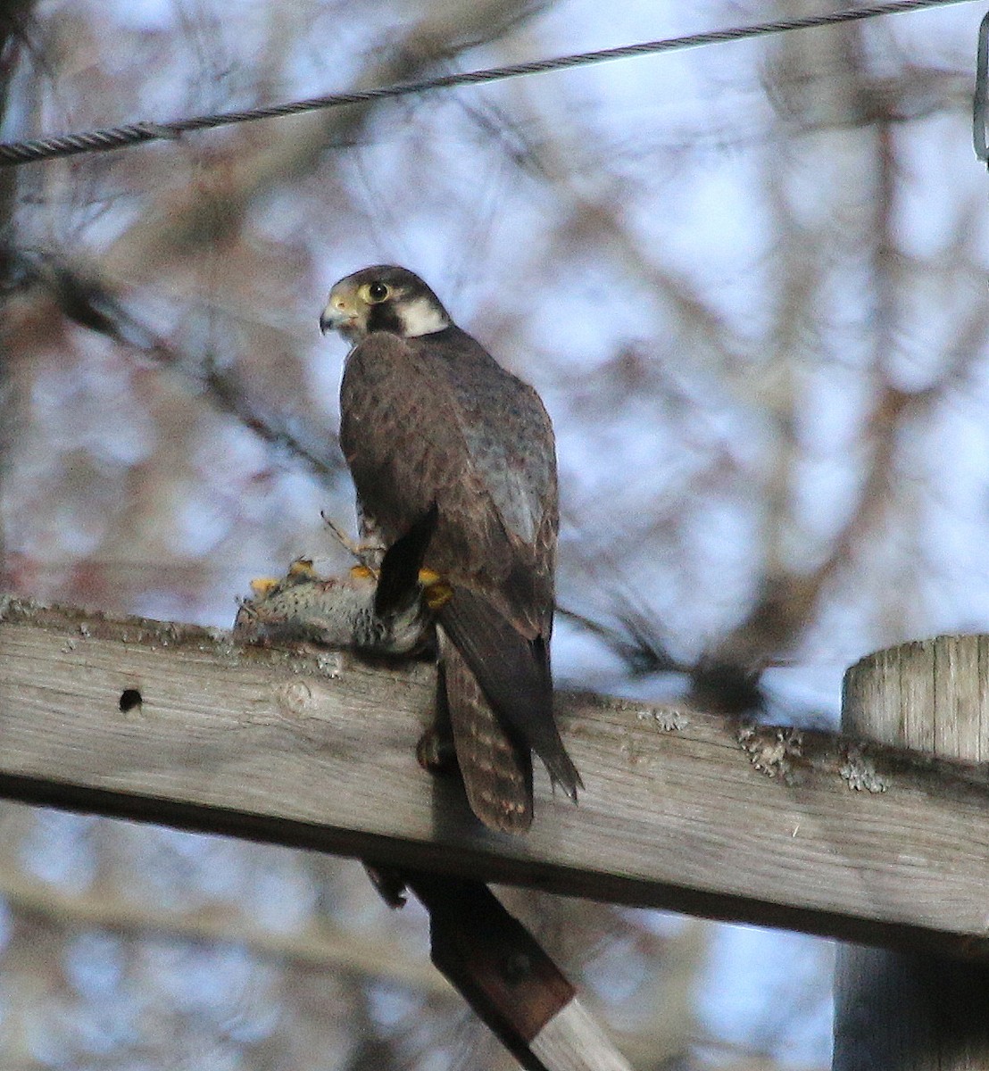 Peregrine Falcon - ML210477851