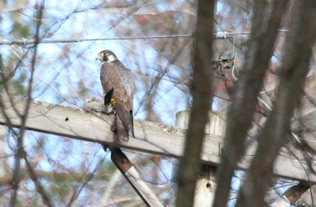 Peregrine Falcon - Christine Brackett