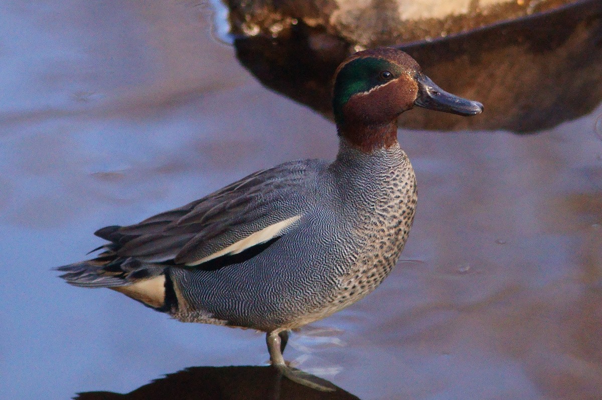 Green-winged Teal (Eurasian) - ML210478381