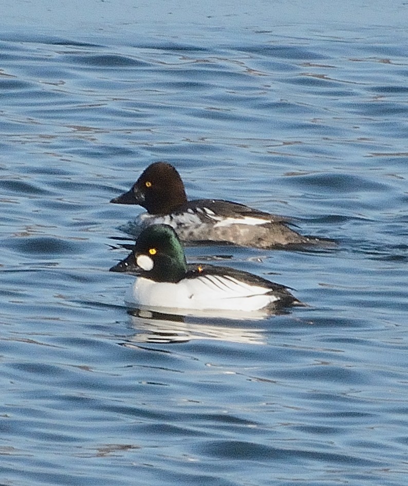 Common Goldeneye - John Gordinier