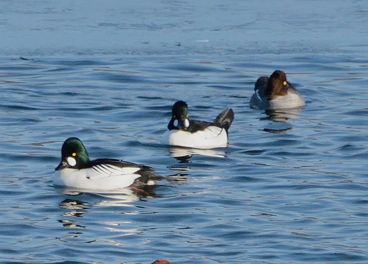 Common Goldeneye - John Gordinier