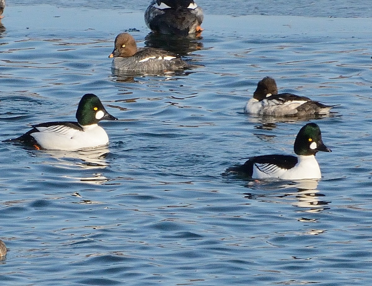 Common Goldeneye - John Gordinier