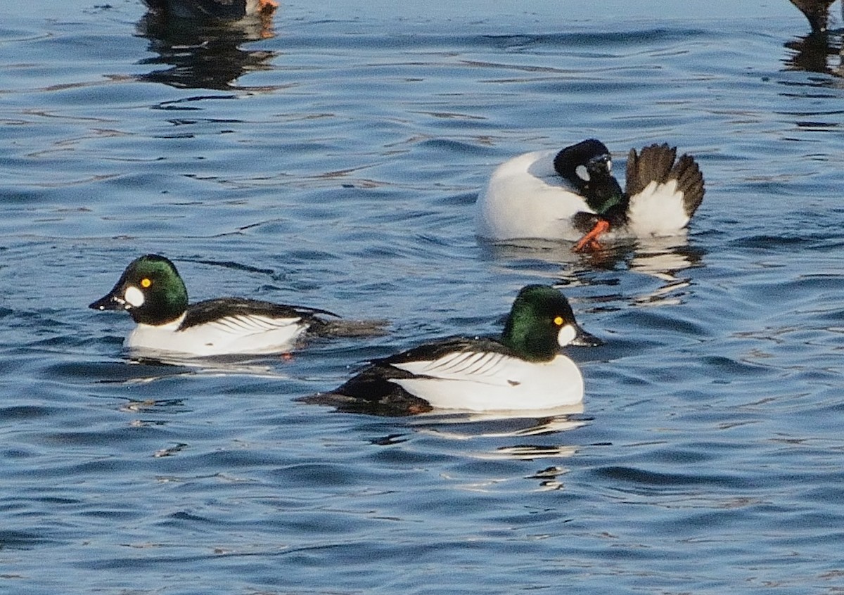 Common Goldeneye - John Gordinier